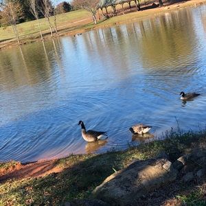 Meet your Posher, Samuel